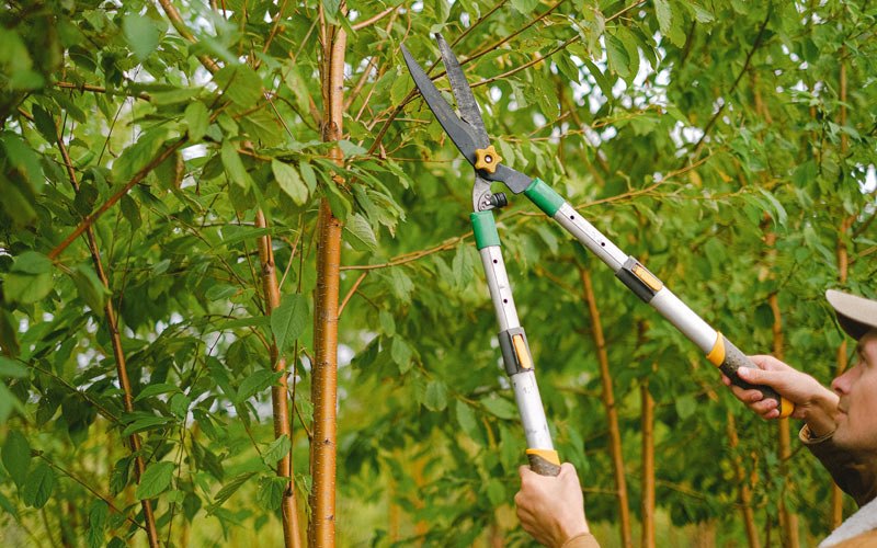Tree trimming in Richland, IN